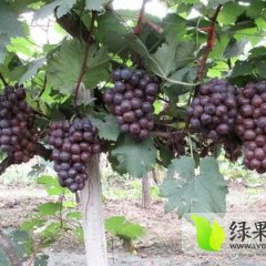 2016稷山葡萄俏销大江南北 维多2元夏黑3元