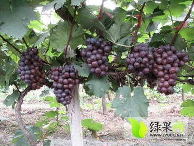 2015年山西稷山夏黑葡萄价格
