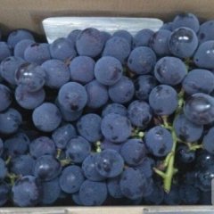 蒲城抢白朱良喜7月巨峰葡萄