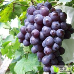 陕西大荔户太八号葡萄聚焦市场