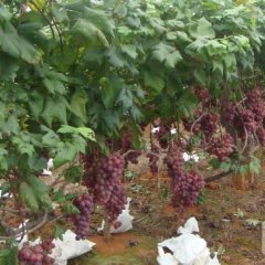 大荔葡萄火爆招商中,抢白朱良喜诚信合作