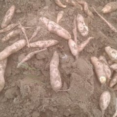 石家庄7月龙署九号红薯