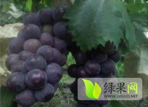 晋州市京亚葡萄上市供应