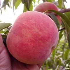 大荔范家7月阿布白桃蜜桃价格适宜