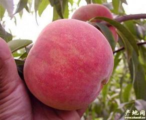 2015年陕西大荔 阿布白桃价格