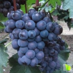 大荔葡萄假一赔十,高明徐国芳诚信合作