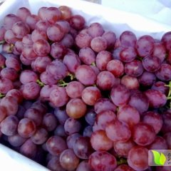 大荔高明徐国芳7月红提葡萄