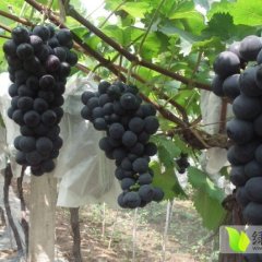 大荔高明徐国芳7月户太八号葡萄