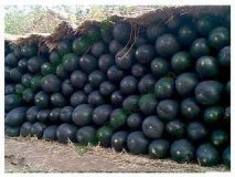 清苑清苑王朋帅7月子弹头黑皮冬瓜