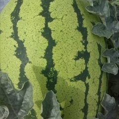 2019会宁旱地石头西瓜值得出手