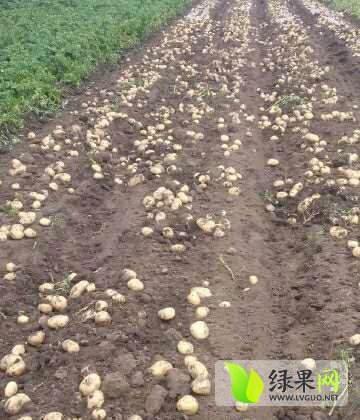 2015年吉林公主岭尤金885土豆价格