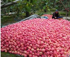 甘肃静宁红富士苹果著名品种“新苹果秋日大丰收”