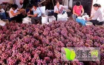 大荔大荔党力康7月红提葡萄