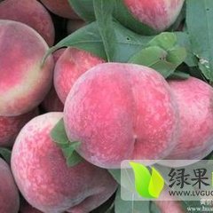 2015大荔蜜桃抓住商机无限
