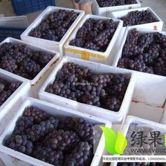 陕西大荔巨峰葡萄欢迎合作