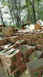 河南西瓜名扬天下郭庄麻全亮诚信合作