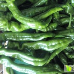 2015甘州辣椒值得出手