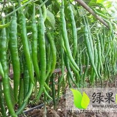通许湘辣七号、八号线椒0.4元左右