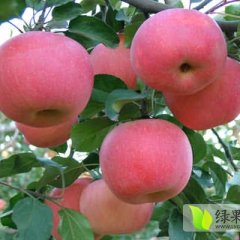 临猗苹果名优产品东张小李诚信合作