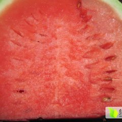 会宁西瓜绿色无公害,郭城赵中程诚信合作