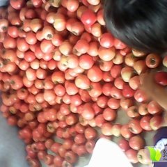 海阳果蔬王振太7月硬粉西红柿