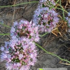 双阳小根蒜营养丰富