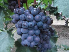 河北保定清苑万亩巨峰葡萄市场