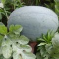 太康芝麻7月龙卷风西瓜