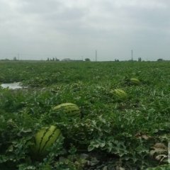 靖远西瓜口感爽口高湾乔先生诚信合作