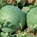 2015通许台新西瓜个大形圆，兰南梁院中诚信合作