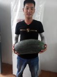 东明西瓜是名优特产东明李先生诚信合作