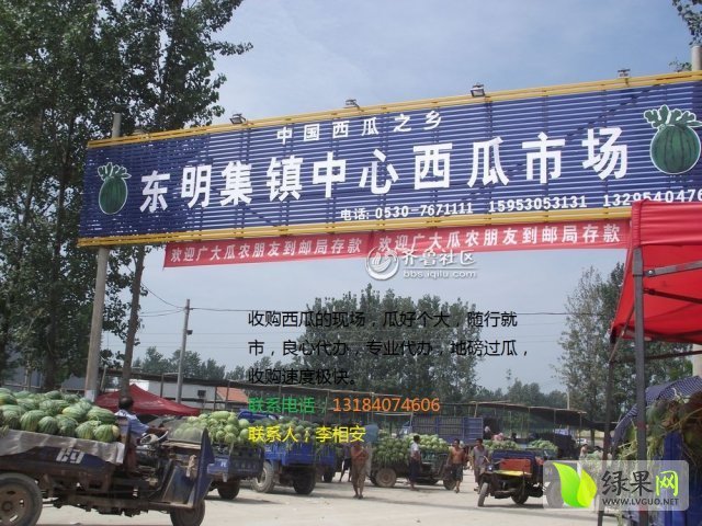 2015年山东东明绿之綉价格