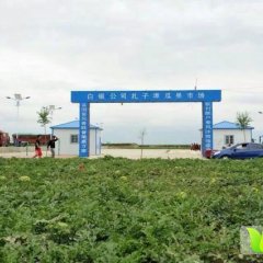 会宁郭城7月丰抗8号西瓜含糖量高