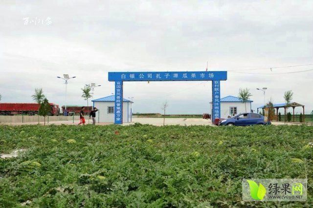 丰抗8号价格