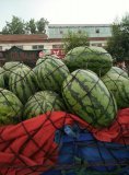 扶沟西瓜名扬天下,吕潭周志意诚信合作