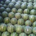 公主岭西瓜何去何从,怀德王先生诚信合作