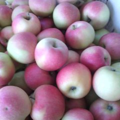 临猗角杯吉克功7月嘎啦苹果