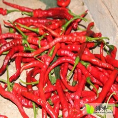 2015鸡泽辣椒俏销大江南北