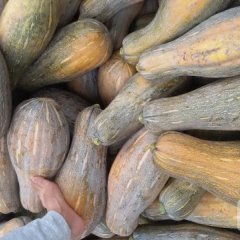 君山广兴李建伍7月金韩密本南瓜