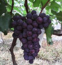 西安葡萄产销两旺户县王先生诚信合作