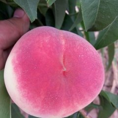 陕西大荔红不软毛桃口感甜度好耐运输