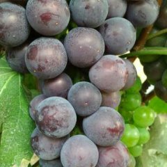 平邑葡萄价格适宜,武台赵治方诚信合作