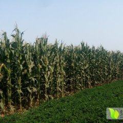2015南票白粘玉米
