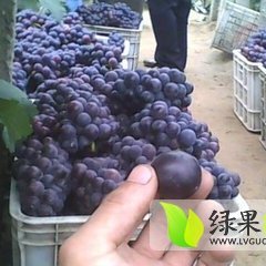 大荔大荔党力康7月夏黑葡萄