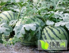 扶沟扶沟李大强7月花皮无籽西瓜