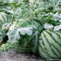 扶沟扶沟李大强7月花皮无籽西瓜