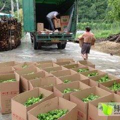 兴山榛子黄成7月芜湖椒辣椒