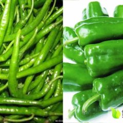 安丘辣椒绿色无公害,凌河刘福祥诚信合作