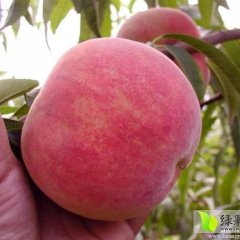 陕西毛桃基地，优质品种超越桃