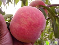 陕西毛桃基地，优质品种超越桃